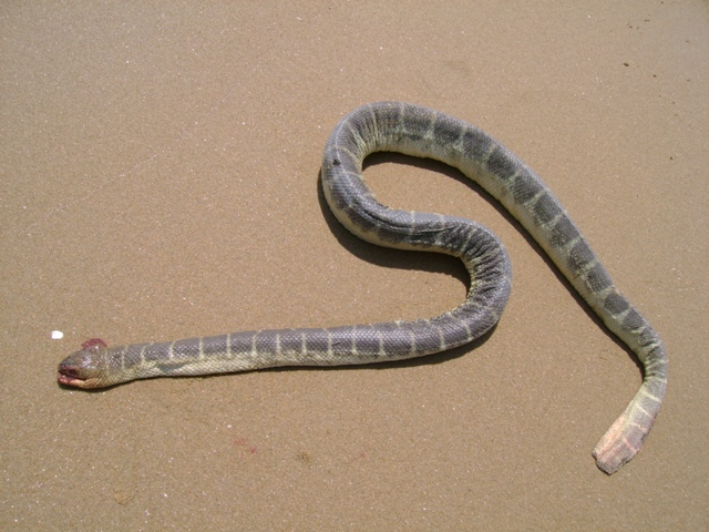 Cochin banded sea snake.jpg [152 Kb]